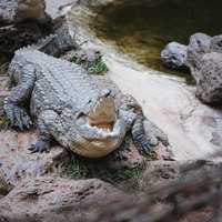 岩場で口を広げるワニさんの写真