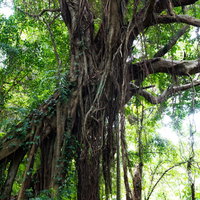 沖縄ガンガラーの谷の亜熱帯の森林風景と気根の写真