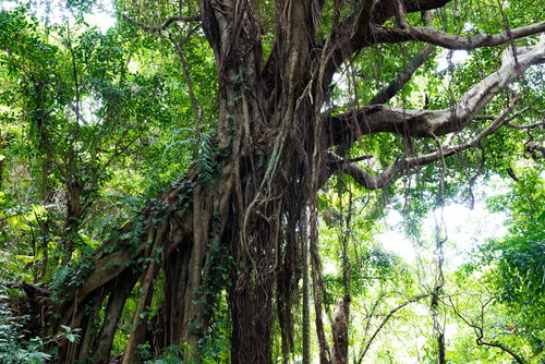 沖縄ガンガラーの谷の亜熱帯の森林風景と気根