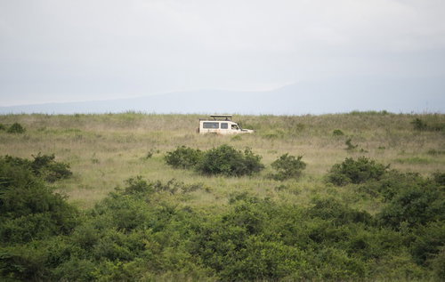 土の上で伏せて休む白い犬