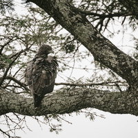 樹上の太い枝に止まる鷹の野生の姿の写真