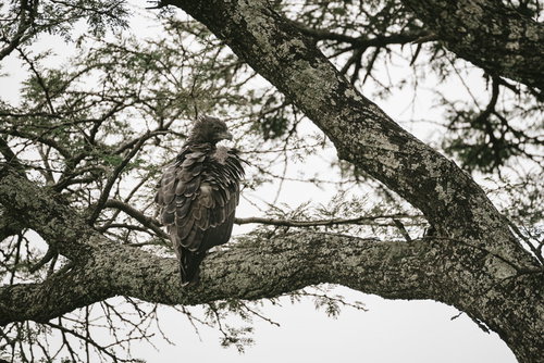 樹上の太い枝に止まる鷹の野生の姿