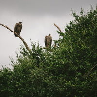 サバンナの樹木の高所から辺りを見回すハゲワシたちの写真