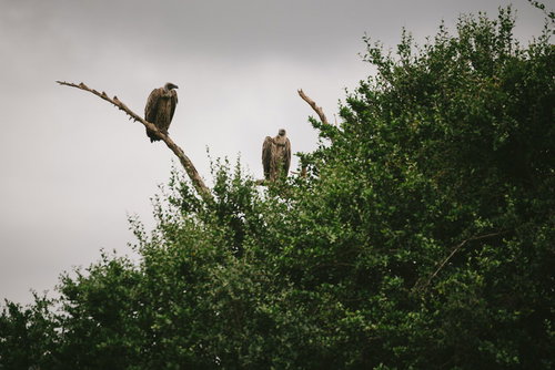 サバンナの樹木の高所から辺りを見回すハゲワシたち