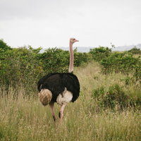 アフリカのサバンナに生息する野生のダチョウの写真