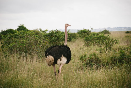 アフリカのサバンナに生息する野生のダチョウ
