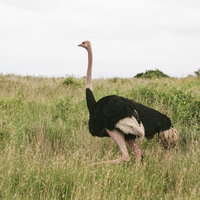 アフリカのサバンナで歩む野生のダチョウ群の生態の写真