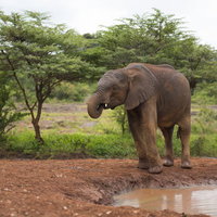 水場に来たアフリカ象が水を飲む野生動物の記録の写真