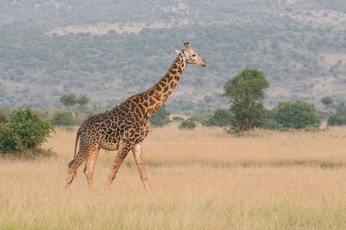 アフリカのサファリで草原を歩く野生のキリン