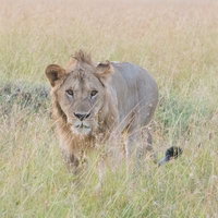 サファリの草原を歩むライオン、たてがみのあるオスの威厳ある姿の写真