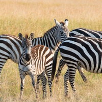 サファリで群れを成すシマウマの親子、成体と幼体が並ぶの写真
