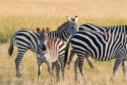 サファリで群れを成すシマウマの親子、成体と幼体が並ぶ