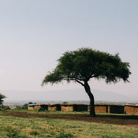 アフリカのケニアに暮らすマサイ族の家と樹の写真