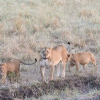 サファリで見かけたメスのライオンと2匹の子ライオンの写真