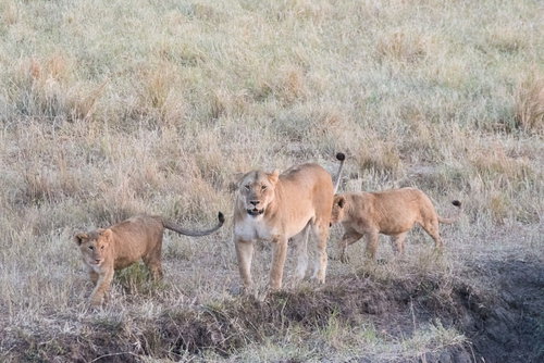 サファリで見かけたメスのライオンと2匹の子ライオン