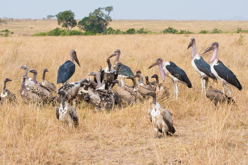 サバンナの草原で死肉に群がるハゲワシの群れ