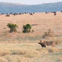 アフリカンサバンナで狩りに成功したライオンの写真