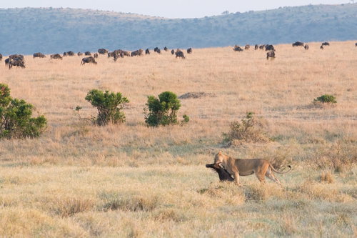 アフリカンサバンナで狩りに成功したライオン