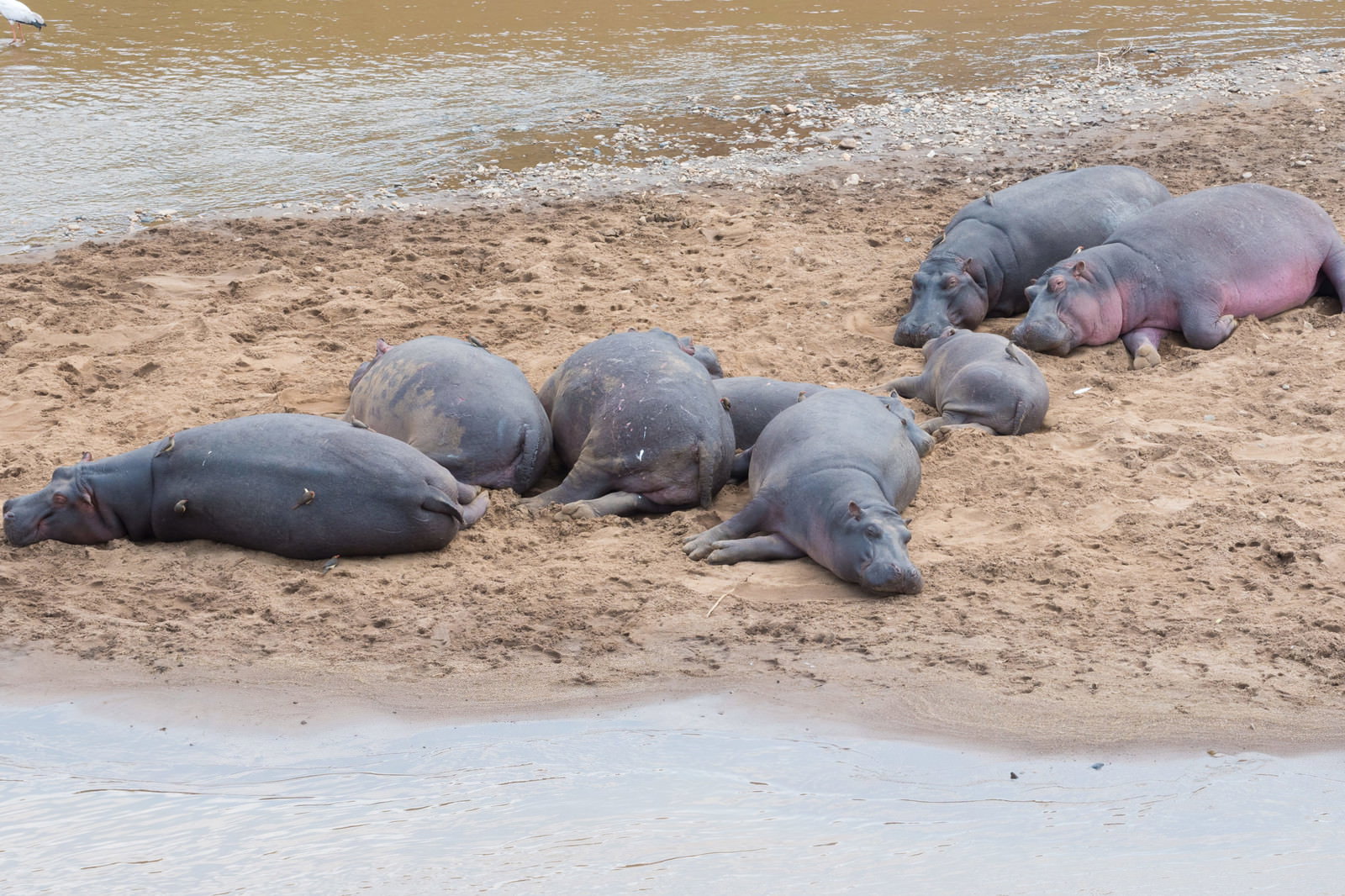 砂浜で横たわるカバの群れ