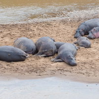明日から本気を出すカバ、河原で大集団お昼寝中の写真