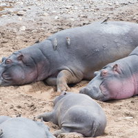 何もやる気がおきない土の上に寝転ぶカバと野鳥の写真