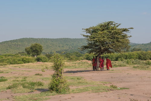 ここはグンマーではありません、アフリカの大地でマサイ族が集う