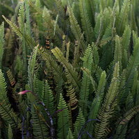 南米の熱帯ジャングルに生育するシダの葉、羽状に並ぶ細かい小葉の写真