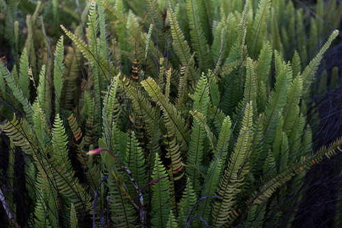 South American Fern Leaves