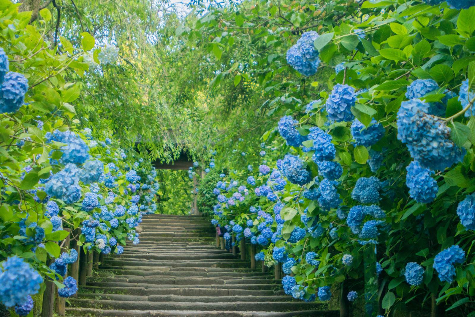 青い紫陽花が両側に咲く木製の歩道を撮影した写真