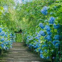 紫陽花に覆われる木製の階段の写真