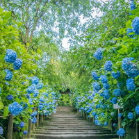 石段の両脇に咲く紫陽花と階段の初夏の景観の写真