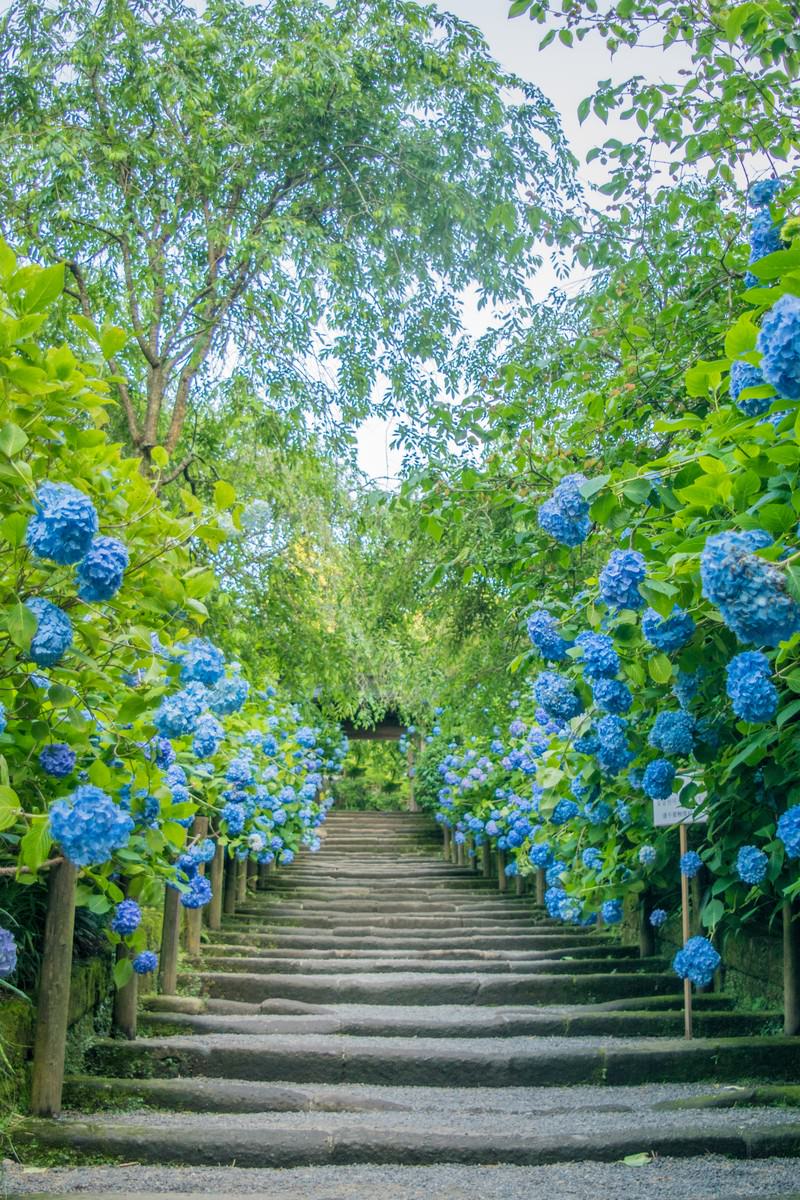 石段の両脇に青い紫陽花が咲き誇る梅雨の風景