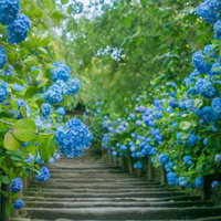 梅雨時期に階段を覆う青い紫陽花、石段両側の青紫色の花が咲き誇る光景の写真