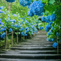 階段沿いに咲く紫陽花と青々とした葉の梅雨時期の風景の写真