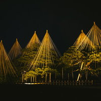 ライトアップされた雪吊りの風景（りんご吊り）の写真