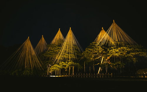 ライトアップされた雪吊りの風景（りんご吊り）