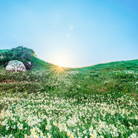 一面に広がるスイセンの丘に差し込む光芒と青空の写真
