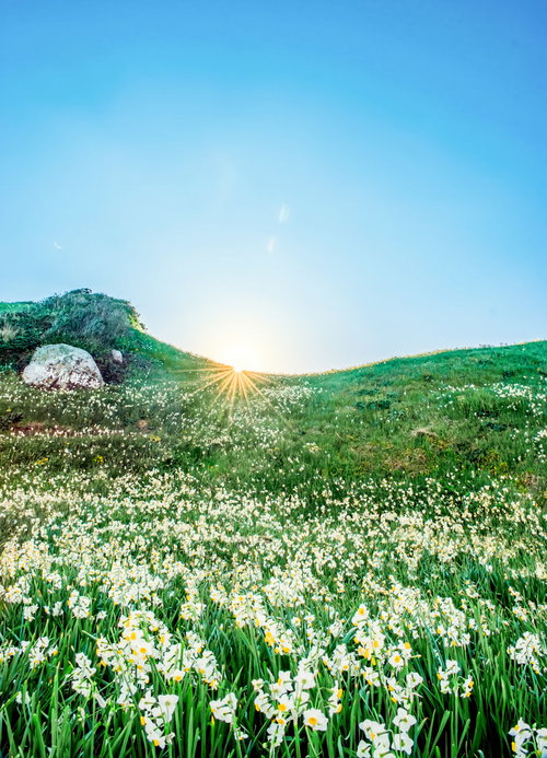 一面に広がるスイセンの丘に差し込む光芒と青空