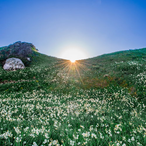 草原に咲く水仙群と山々から射す光芒