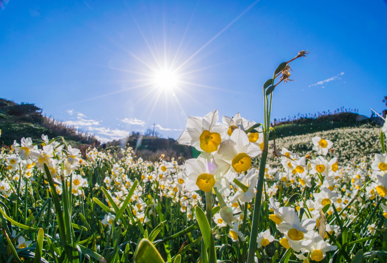 青空の下、草原に咲く白いスイセンの花と太陽の光芒