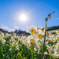 草原に咲くスイセンの花と光芒、春の日光が作る自然風景の写真