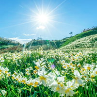 日差しを浴びる一面の水仙群の写真