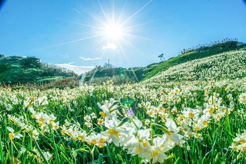 日差しを浴びる一面の水仙群
