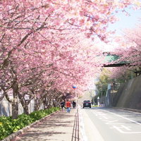 桜満開の歩道で花びらが舞い散る春景色、道の両側に咲き誇る薄紅色の写真