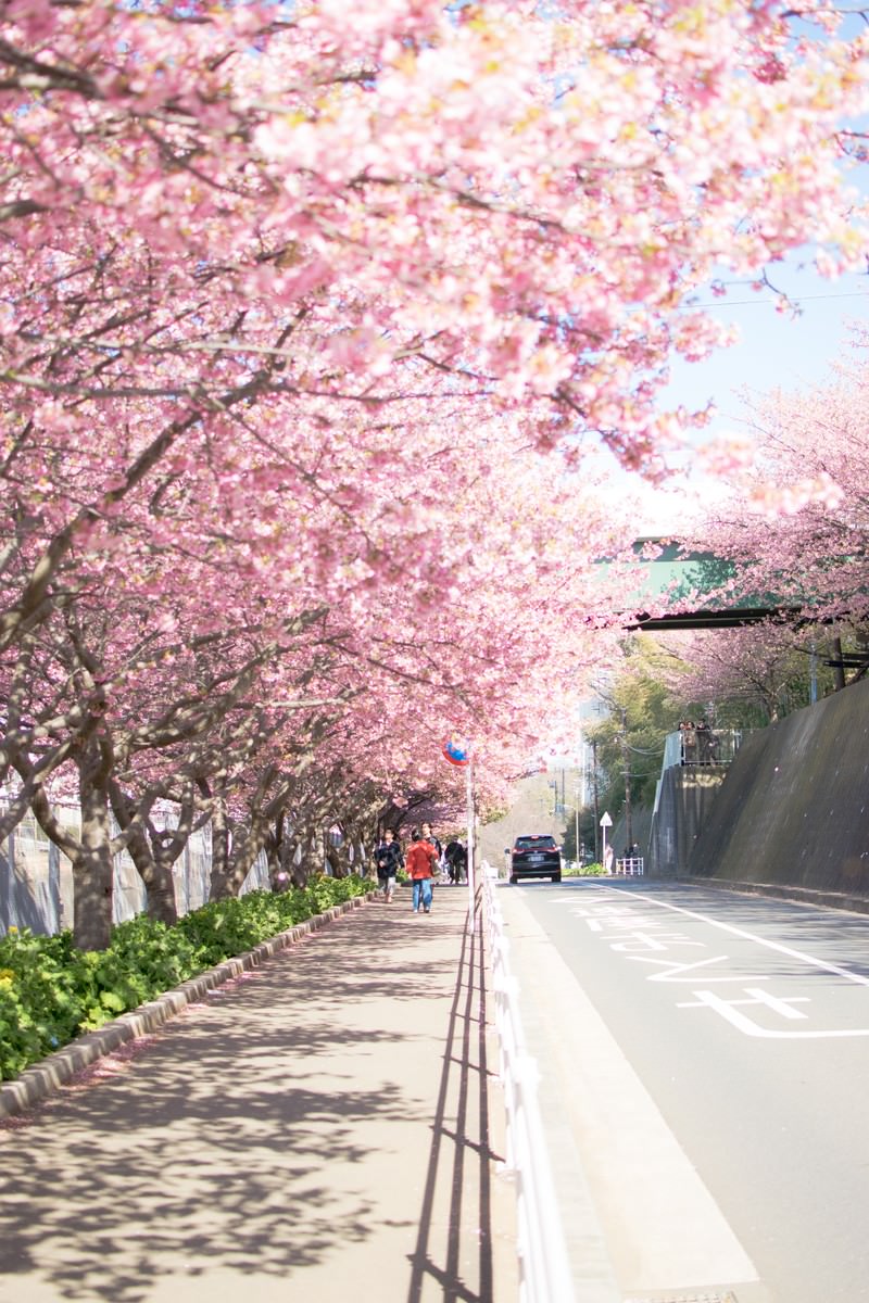 満開の桜が咲く歩道の風景
