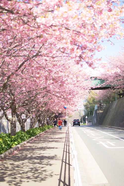 桜満開の歩道で花びらが舞い散る春景色、道の両側に咲き誇る薄紅色