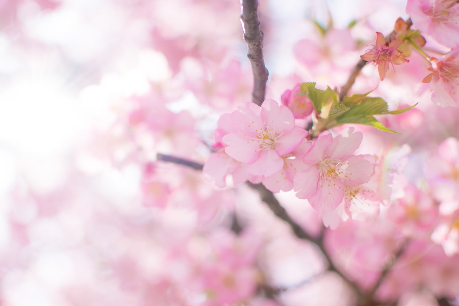 枝に咲くピンク色の桜の花、背景はやわらかくぼけている