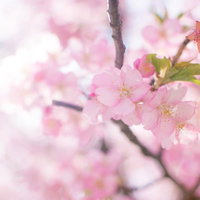 枝一面に咲くピンク色の桜の花の写真