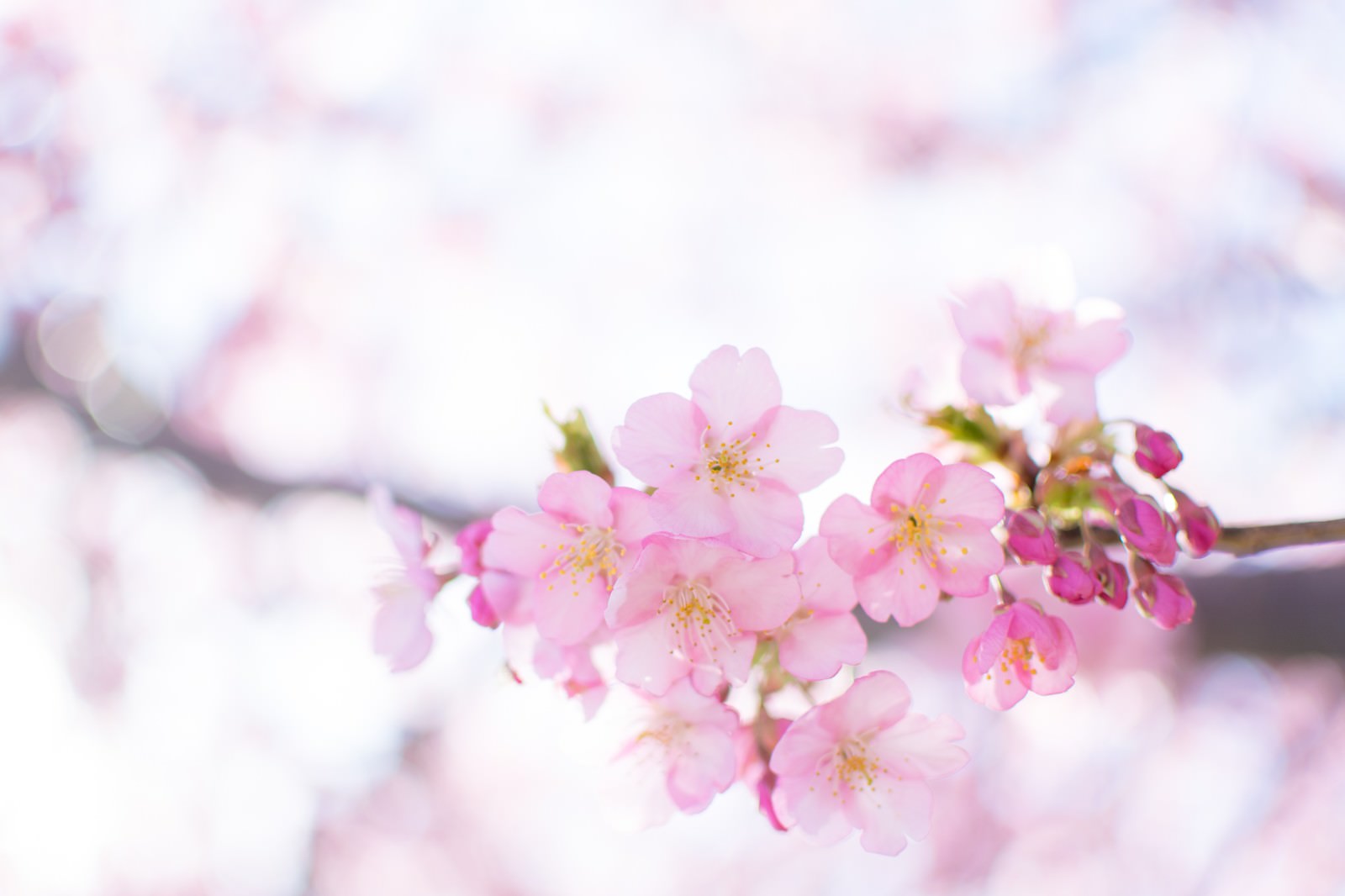 枝に咲く薄紅色の桜の花、背景はやわらかくぼかされている