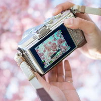 デジタルカメラで桜の撮れ高を確認するカメラマンの写真